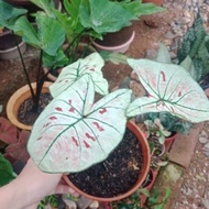 Alocasiastrawberryalocasia caladium