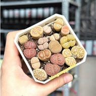[Pot 7cm] lithops lotus pot mixed random pattern 7cm