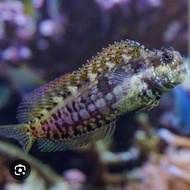IKAN HIAS LAUT JABING GLODOK