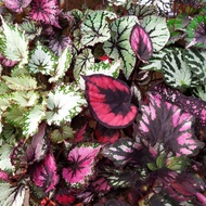 [Indoor Plant] Begonia Rex by LS Group