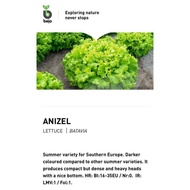 Benih Biji Bibit Lettuce Anizel Bejo Sayuran Selada Hidroponik Batavia