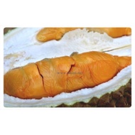 Durian Udang Merah D175/Pokok Kawin/Grafted