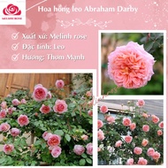 Abraham Darby climbing rose - Pure pink color with passionate fragrance - Melinhrose Flower Garden