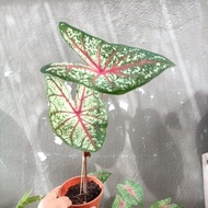 caladium bicolor real plant