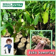 Bibit Buah Okulasi Duku Komering IB1