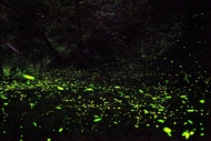 花蓮旅遊｜新城老街散策．平地金針花．七星潭X鯉魚潭戀人夜賞螢海．蘇澳金媽祖3日｜大人囝仔