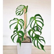 Monstera Burle Marx Flame