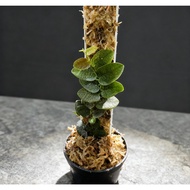 SG Ready Stock | Ficus sp. “Borneo” | Rare Tropical Fig with Bluish Tint Leaves | Terrarium & Vivari
