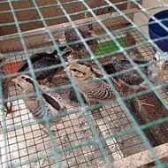 Anak Ayam Hias Bekisar Turunan Ayam Hutan Hijau Canghegar Anakan