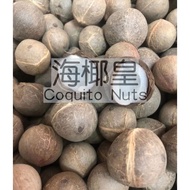 海椰皇 Coquito Nuts 有壳 100G Dried Coconut 香浓的椰子味  煲汤 糖水都可以