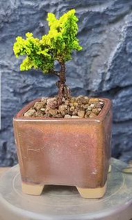 盆栽・禮物・日本石化檜・黃金油畫・提根小精品