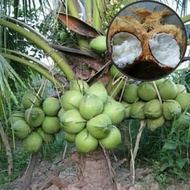 Harga promosi Bibit Kelapa Kopyor Asli Kultur Jaringan Bibit Benih Tanaman Buah Kelapa Kopyor murah