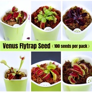 High Quality Mini Bonsai Seeds (50pcs/bag) Funny Venus Flytrap Seeds Fly Trap (Dionaea Muscipula) Carnivorous Plants Flower Seeds Red Venus Flytrap Plant Live Plant Potted Air Plant Seeds Vegetable Benih Tree Pokok Bunga Live Carnivorous Plants Garden