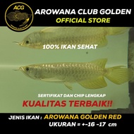 ikan Hidup Arwana Golden red Higback HB / Arowana Red Golden 16 -17cm