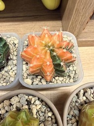 泰國米哈仙人球錦