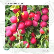 Benih Bibit Biji - Buah Plum Ceri Merah / Prem Ceri / Red Cherry Plum Fruit Tree Seeds - IMPORT