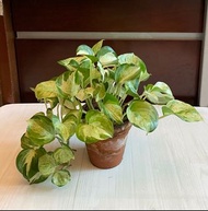 白泉黃金葛盆栽／快樂葉子