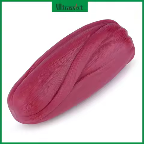 Ultrassist Human Body Muscle Replica Model 5lb to Keep Fit & Fitness Encouragement for Fitness Enthu