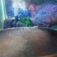 ikan louhan cencu betina sudah nelur 3x. size 3jarian.