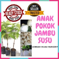 canvas painting Anak Pokok Jambu Susu / Jambu Botol