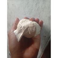 2 ounces of bird glutinous