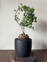 龜甲龍 11cm