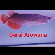 Ikan Arwana Super Red +-30 Spesial