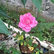 tanaman hias bunga mawar - bunga mawar
