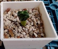 3寸盆 羊角沙漠玫瑰 DHA Medusa/Arabicum/PPL/KHZ 塊根植物 多肉植物 綠化植物 室內植物