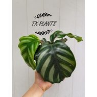 TKP, Calathea Rotundifolia Fasciata , Rare Plant , Insta Plant, Real Live Plant, Indoor Plant , Poko