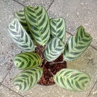 Calathea Burle Marx or Fish Bone with FREE plastic pot, pebbles and garden soil (Indoor Plant and 4 Stocks Only)