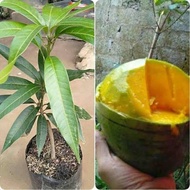 BIBIT MANGGA KELAPA SUPER