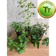 Spices: Combo of 5 pots of Basil Plant with 5 lines: Basil, basil, red basil, white basil, mint basi