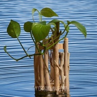Fish Tank Aquarium Landscape Elfin Forest Landscape Material MossShaped Pure Natural Submerged Wood 