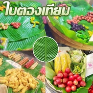 【OKADI】ใบตองปลอม ใบตองเทียม ใบตอง สด ธรรมชาติ ใบตองพลาสติก ใบกล้วย Banana Leaf