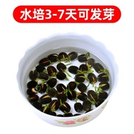 Bowl Lotus Seed Lotus Seed Hydroponic Bowl Lotus Indoor Good Raising Four Seasons Bowl Lotus Floweri