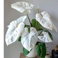 30biji benih keladi mix