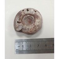 ~~ star~Flame Ammonite (Indonesian Ammonite)~Weight About 36 Grams~Ammonite Fossil~Ammonite Fossil C
