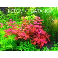 LOWTECH Ludwigia Sp Super Red Water Plant for Aquarium Fish Tank Aquascape Submersed 叶底红水草