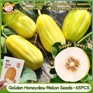 100% Original Golden Honeydew Melon Seeds for Planting Fruits High germination 65pcs Golden Honey Me