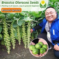 เมล็ดพันธุ์ กะหล่ำดาว 200 เมล็ด Brassica Oleracea Seeds Brussels Sprouts Vegetables Seeds for Planting เมล็ดพันธุ์ผัก เมล็ดพันธุ์พืช ผักสวนครัว ผักออร์แกนิก บอนไซ พันธุ์ผัก เมล็ดบอนสี ผักสวนครัว ต้นไม้มงคล เมล็ดผัก ปลูกง่าย คุณภาพดี ราคาถูก ของแท้ 100%