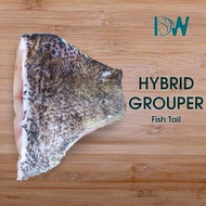 Premium Giant Hybrid Grouper Fish Tail