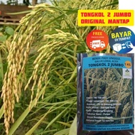 COD tongkol2 jumbo benih padi Galur lokal Aceh berkualitas. "