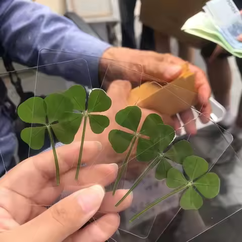 5PCS Natural Original Grass Transparent Bookmark With Wish And Simple Style Four-Leaf Clover
