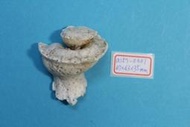 superlin30 a157-0301 瑪娃花仙螺 (47*43*35 mm)