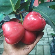 Anak Pokok Jambu Air Red Taiwan