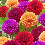 Ready Stock Quick Delivery Dahlia Flower Bulb for Potted Plants Courtyard Blooms Easy-to-Grow Seeds 