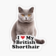 British Short Hair Cat Lover v4