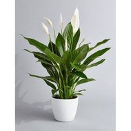 Real Peace Lily (Indoor Plant)