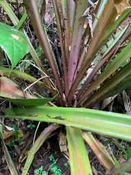 Pohon nanas merah nanas hutan